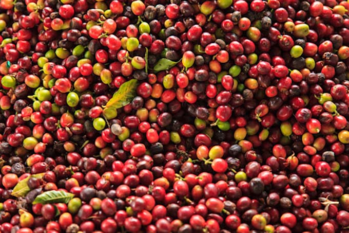 coffee cherry variety