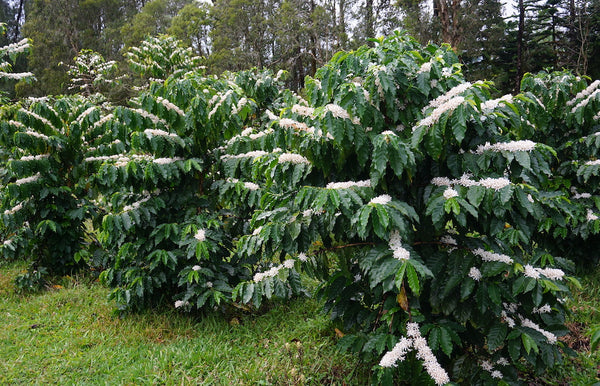 Kona coffee trees