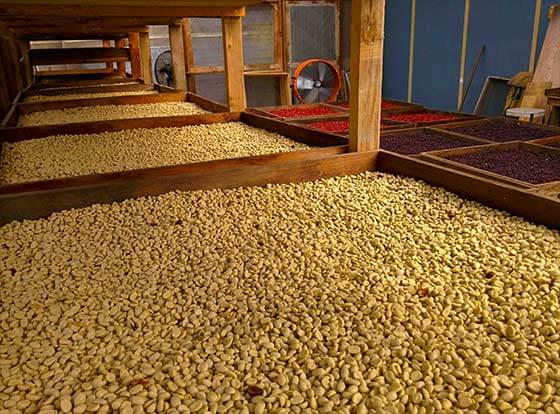 Hawaiian coffee drying on racks