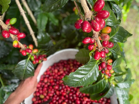 kona coffee farming