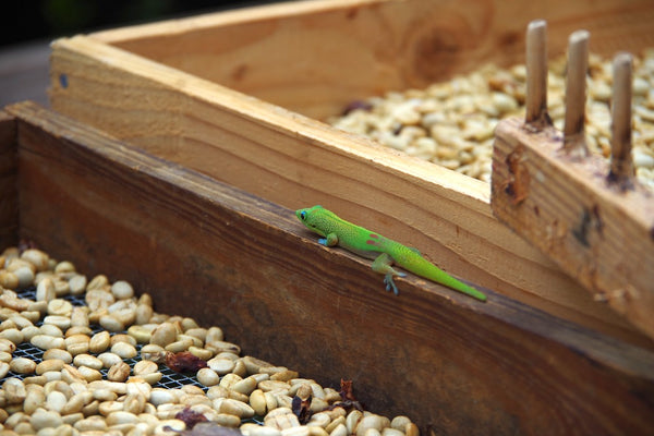 kona coffee parchment gecko