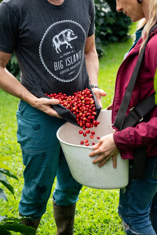 Couple sorting through coffee cherries