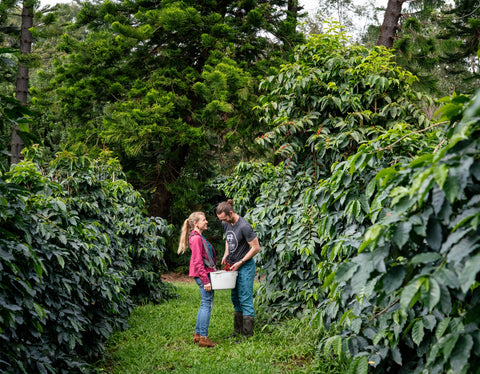 couple standing in a coffee farm