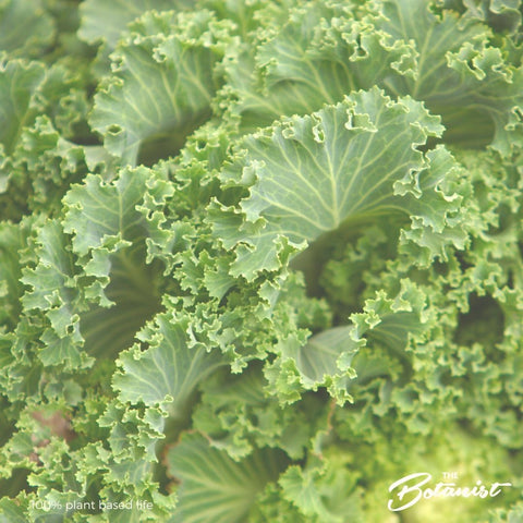 kale, salad, recipe