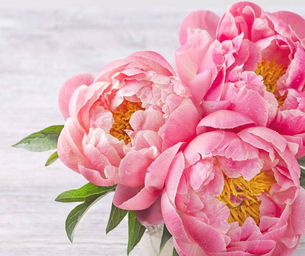 Peonies | Hello Blooms Melbourne