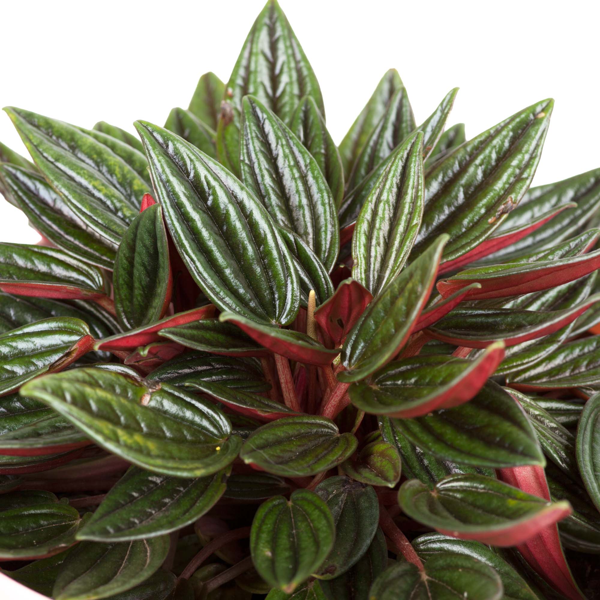 peperomia