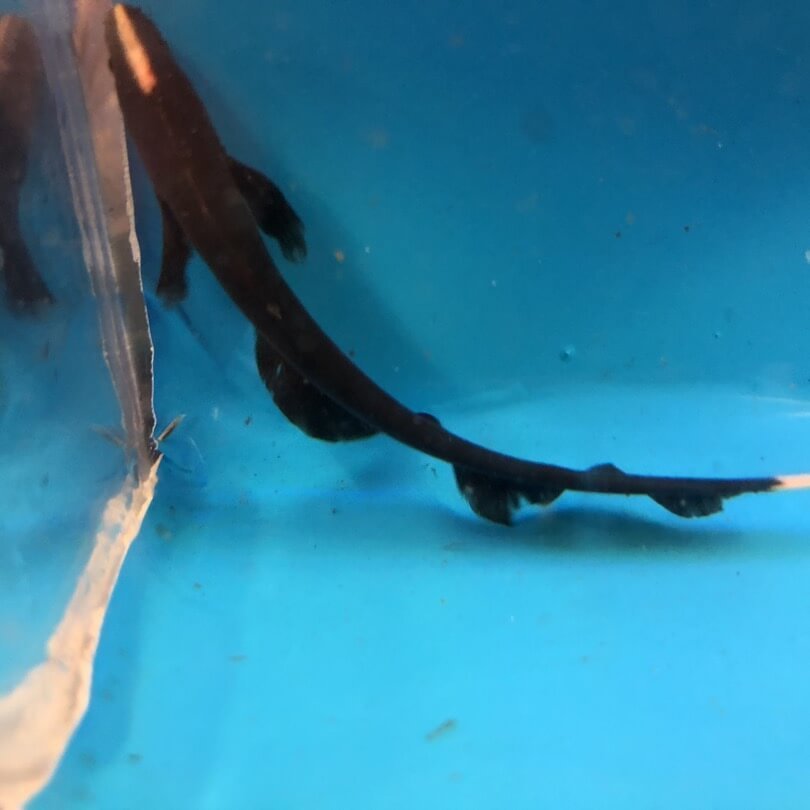 Black Ghost Knife Fish / Apteronotus albifrons