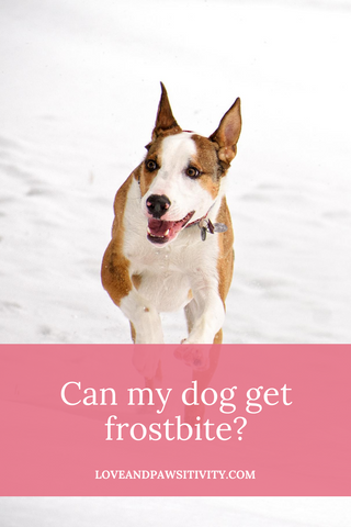 I don't know if my dog has frostbite