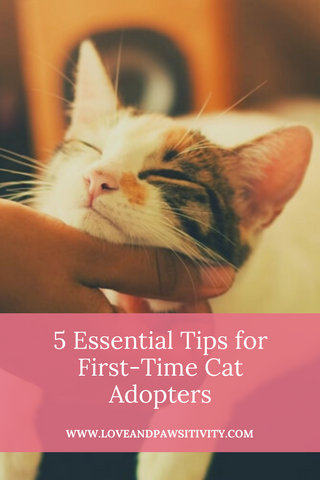 What to do when adopting a cat