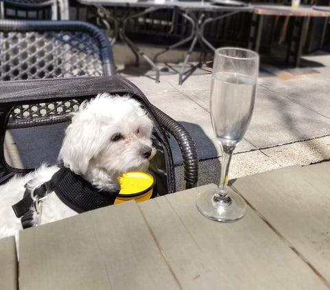 Visit a dog friendly Restaurant this summer