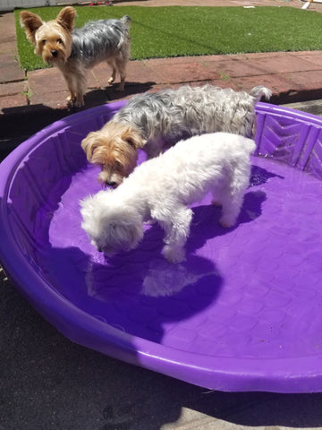 Set up a small pool for your dogs this summer