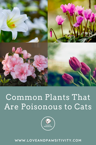 Common Plants That Are Poisonous to Cats