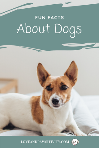 Fun and Interesting Facts About Dogs