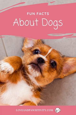 Fun and Unique Facts About Dogs