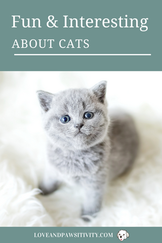 Fun Facts About Cats