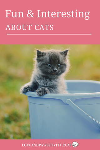 Interesting Facts About Cats