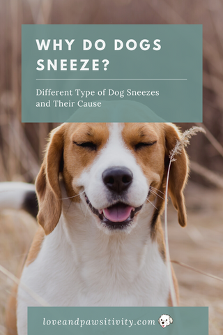 Why Do Dogs Sneeze?