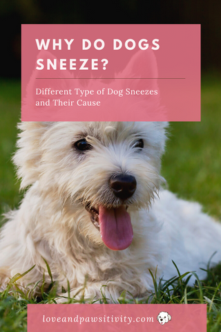 Why Do Dogs Sneeze?