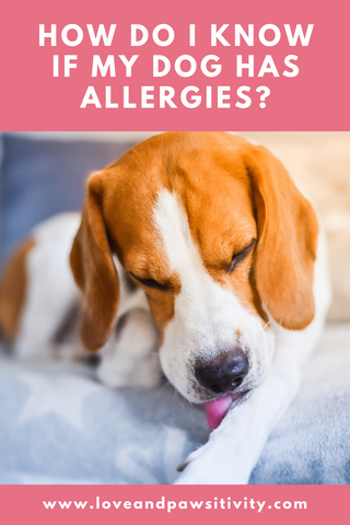 Types of dog allergies