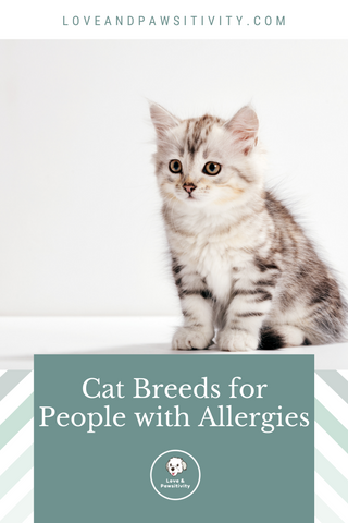 Cat Breeds for People With Allergies