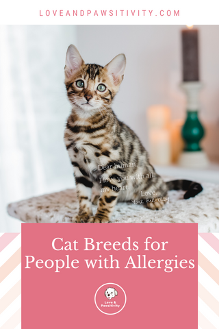 Hypoallergenic Cat Breeds