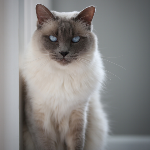 Balinese Hypoallergenic Cat