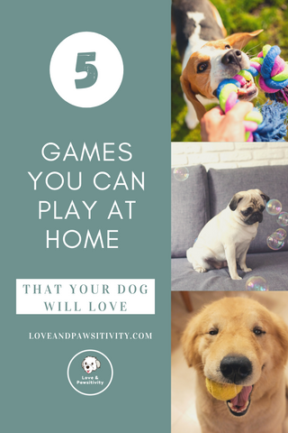 5 Indoor Dog Games