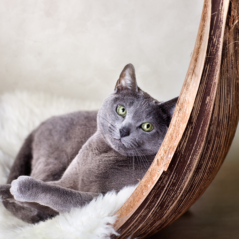 Russian Blue Hypoallergenic Cat