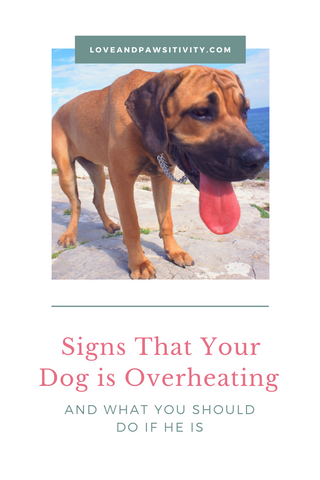 What You Should Do If My Dog is Overheating