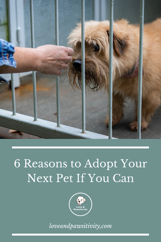 6 reasons to adopt a dog