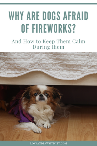 Why Are Dogs Afraid of Fireworks?
