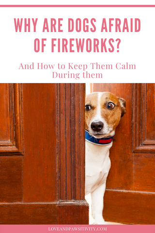 How to Decrease Your Dog's Anxiety During Fireworks