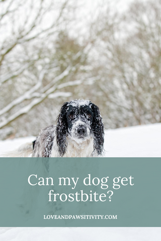 Can my dog get frostbite?
