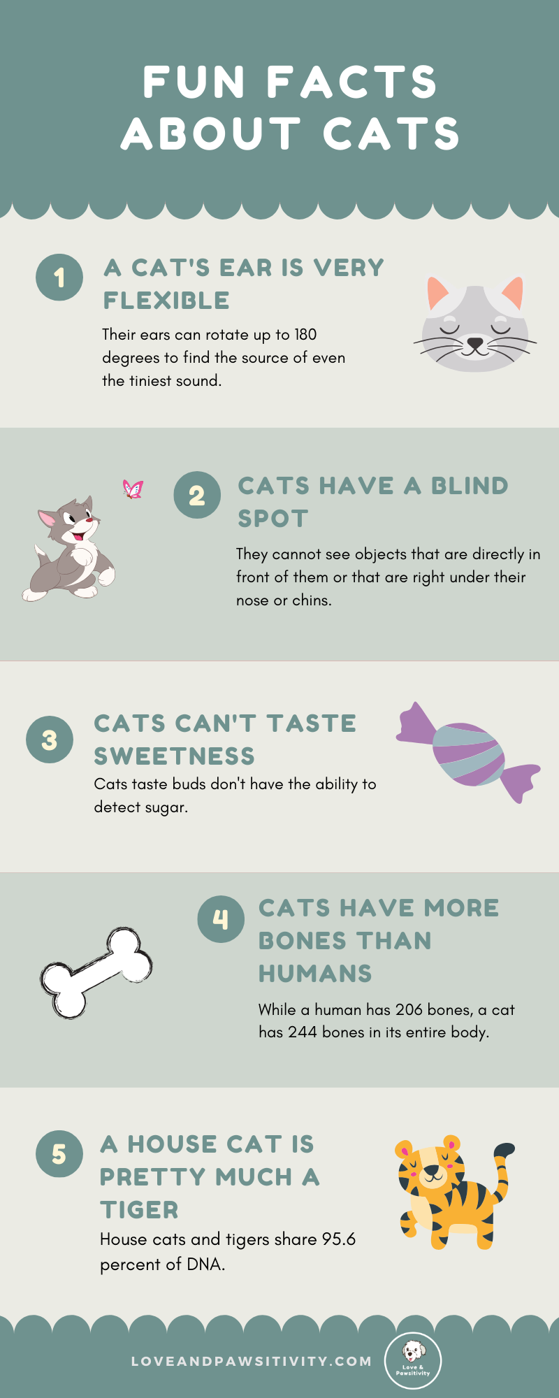 Fun and Interesting Facts About Cats