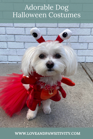 Creative Dog Halloween Costumes