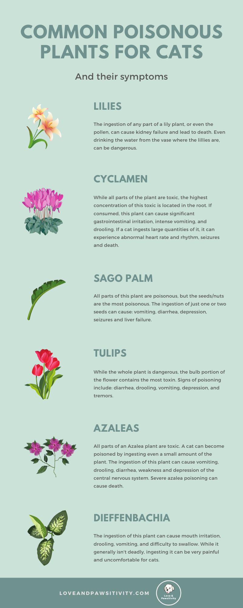 Most Common Poisonous Plants for Cats