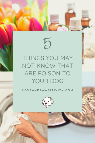 Things You May Not Know That Are Poisonous to Your Dog