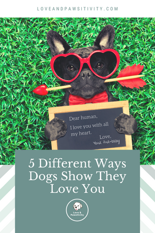 % Different Ways your Dogs Show They Love You