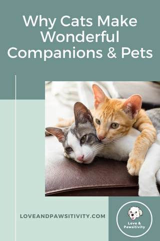 Why Cats Make Wonderful Companions and Pets