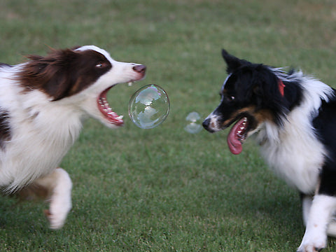 dog playing with bubbles