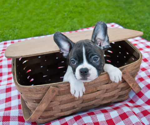 Picnic in the Park with your Dog