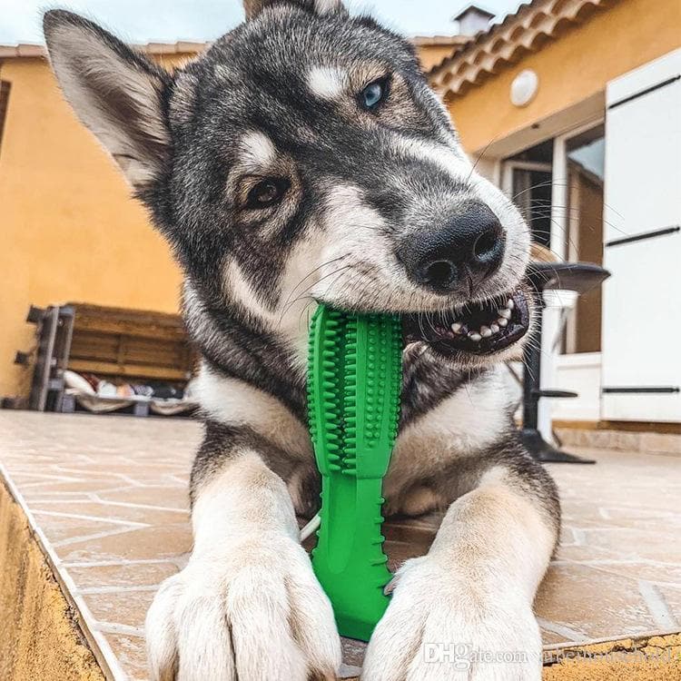 bristly dog toothbrush