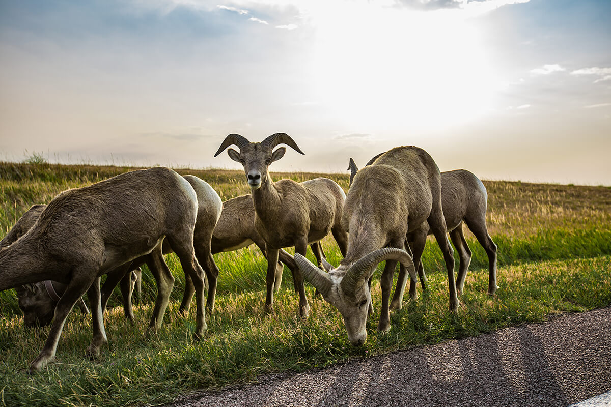 I have never gotten this close to Rams in the wild before in my entire life. Only in the Badlands. Lowbrow Customs - Sturgis 2017