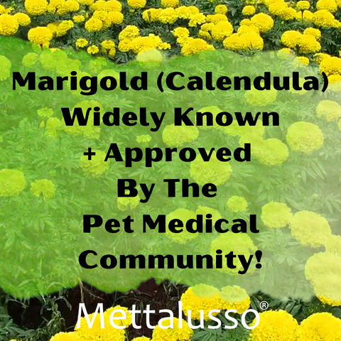 More Marigold Spray for Pets ad Home by Mettalusso