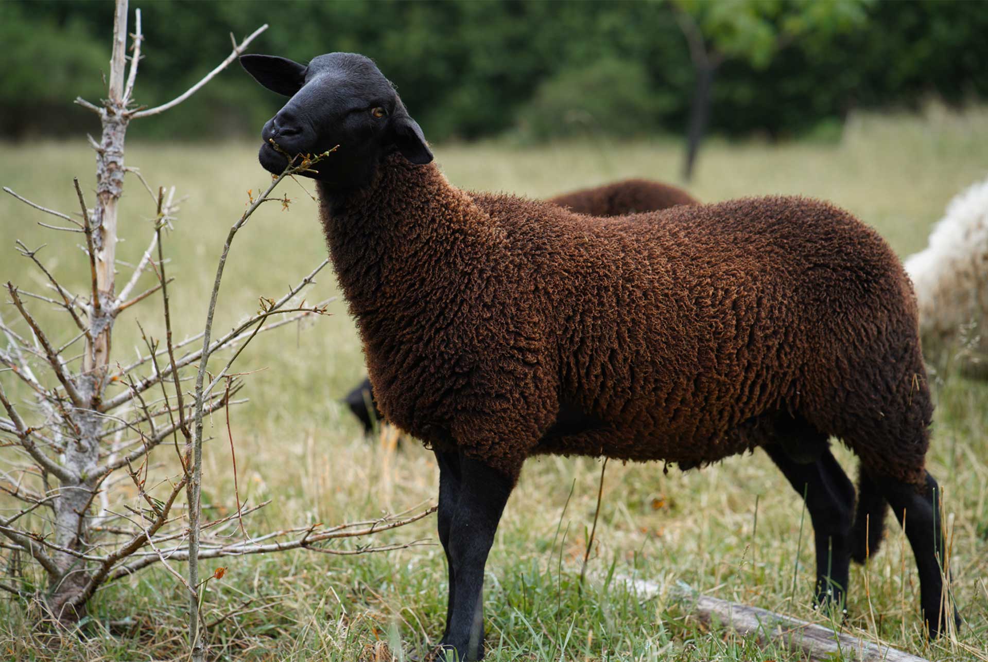 De Bonne Facture - Tricolor - Notre engagement pour les laines françaises