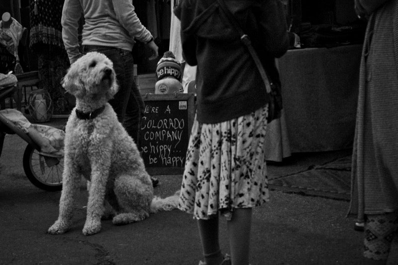 merelfest-dog