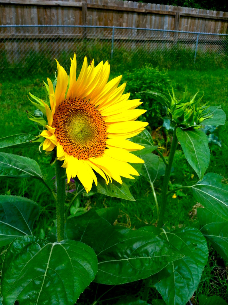 sunflower-dig