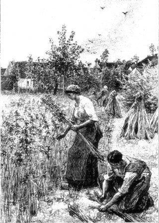 women harvesting hemp in 1900s