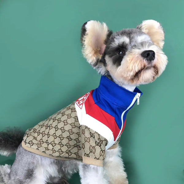 gucci outfits for dogs