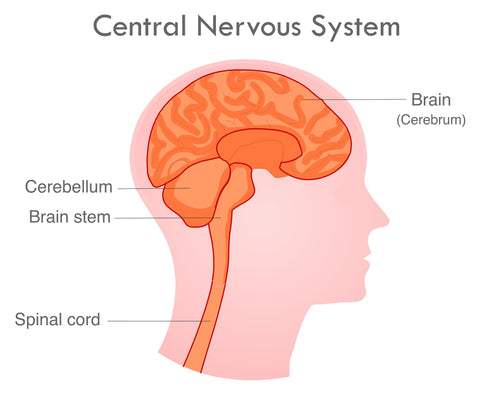 Red Light Therapy and Brain Health 2